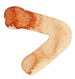 Pijl